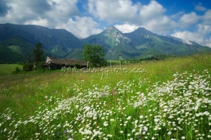Rozkvitnutá lúka pod Belianskymi Tatrami