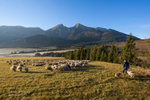 Ovečky a pastier pod Belianskymi Tatrami