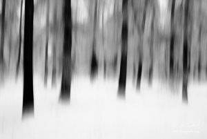 Zimné lesné impresie