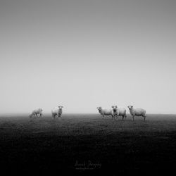 Ovce v hmle