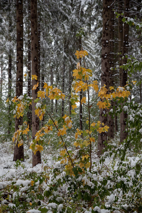 Jesenný les so snehom