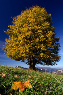 Javor nad Lesníckym sedlom