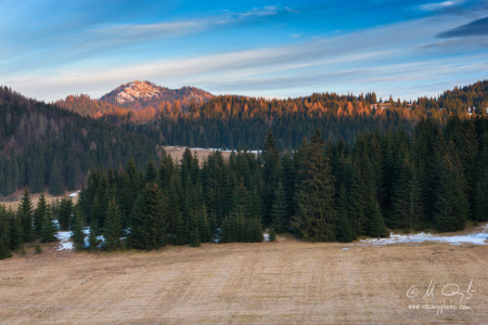 Borovniak z Besníka